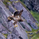 White-tailed eagle